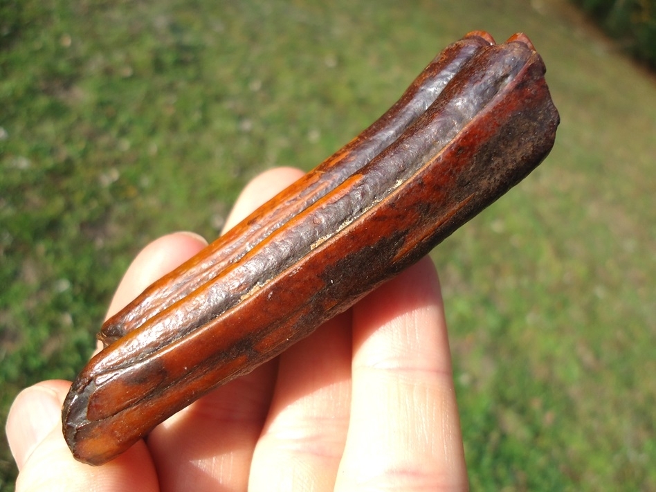 Large image 5 Vibrantly Colorful Suwannee River Horse Tooth