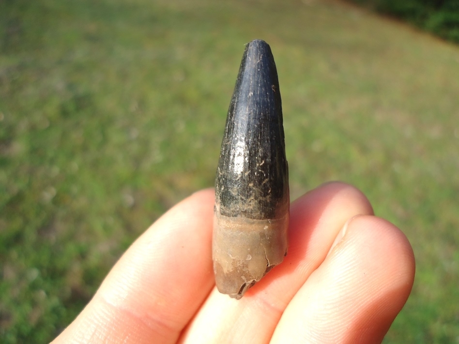 Large image 1 Excellent Florida Crocodile Tooth