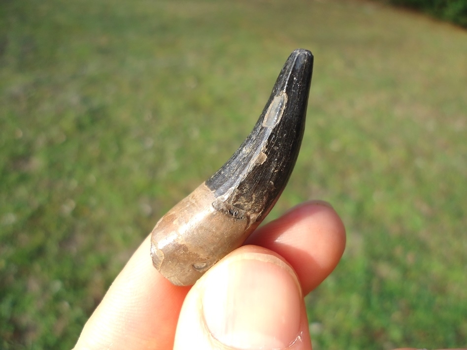 Large image 2 Excellent Florida Crocodile Tooth
