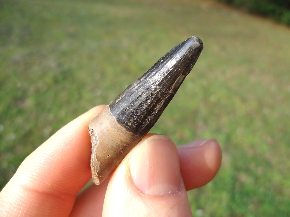 Large image 3 Excellent Florida Crocodile Tooth