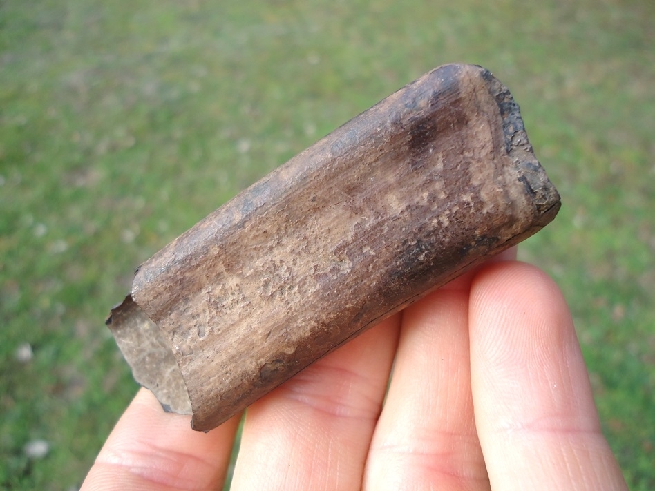 Large image 3 Quality Ground Sloth Tooth