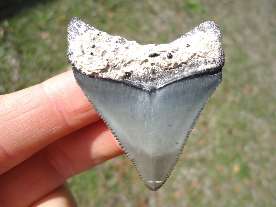 Large image 1 Slightly Pathological Megalodon Shark Tooth
