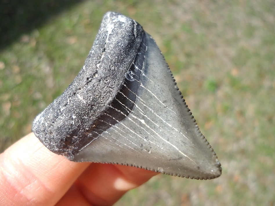 Large image 2 Slightly Pathological Megalodon Shark Tooth