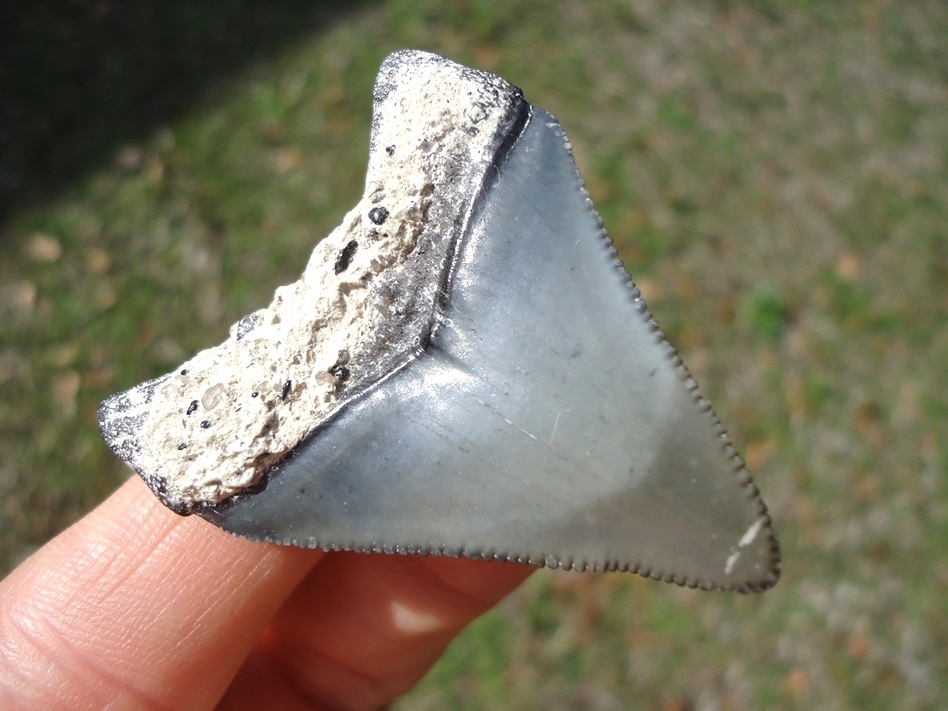 Large image 3 Slightly Pathological Megalodon Shark Tooth