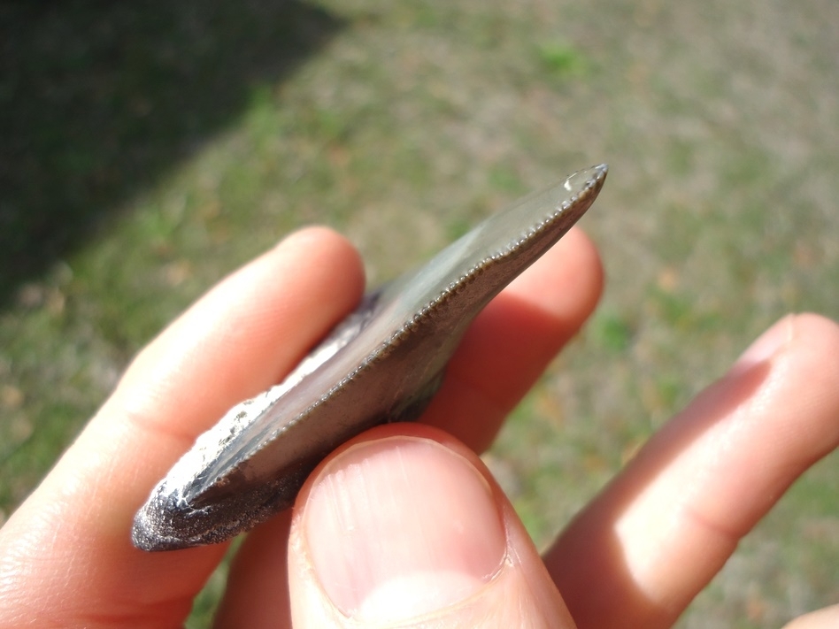 Large image 4 Slightly Pathological Megalodon Shark Tooth