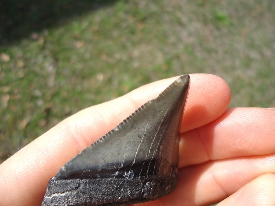 Large image 5 Slightly Pathological Megalodon Shark Tooth
