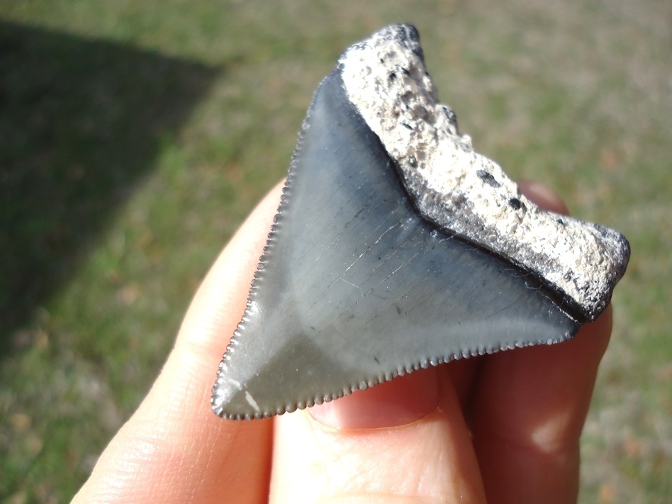 Large image 6 Slightly Pathological Megalodon Shark Tooth