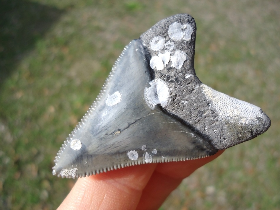 Large image 3 Choice Venice Beach Megalodon Shark Tooth