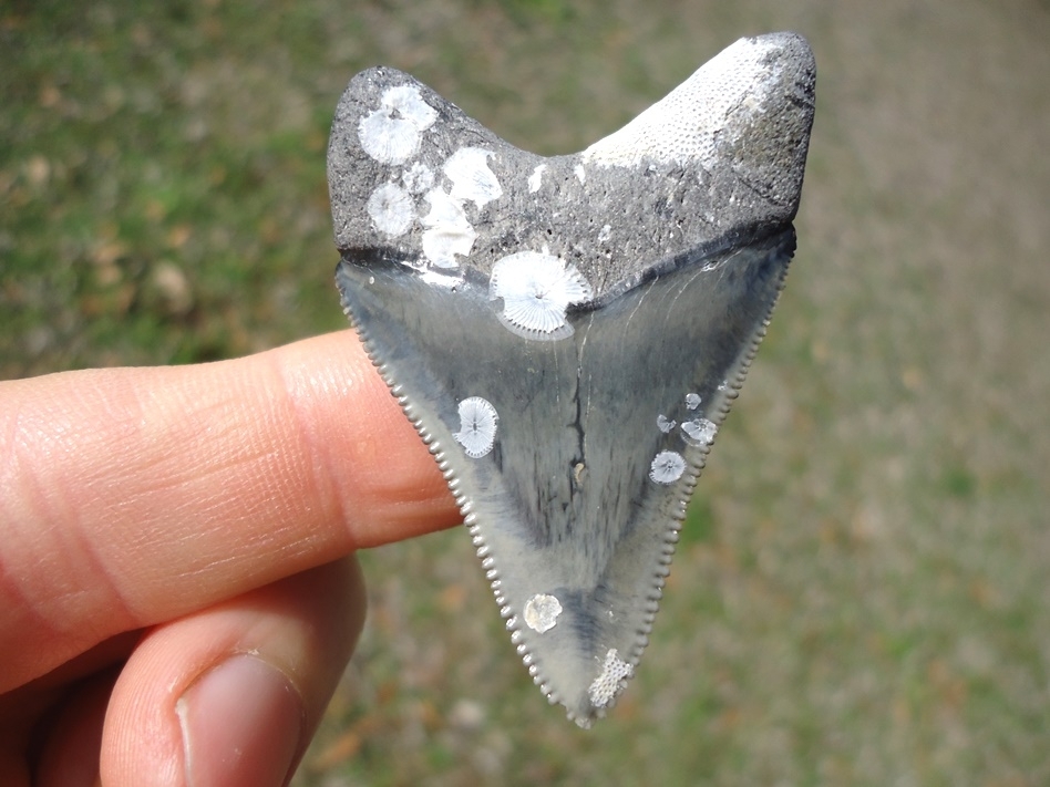 Large image 1 Choice Venice Beach Megalodon Shark Tooth