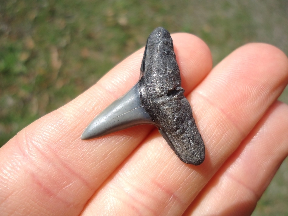 Large image 2 Record Size 1.08' Lemon Shark Tooth