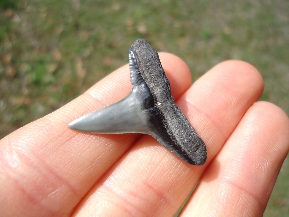 Large image 3 Record Size 1.08' Lemon Shark Tooth