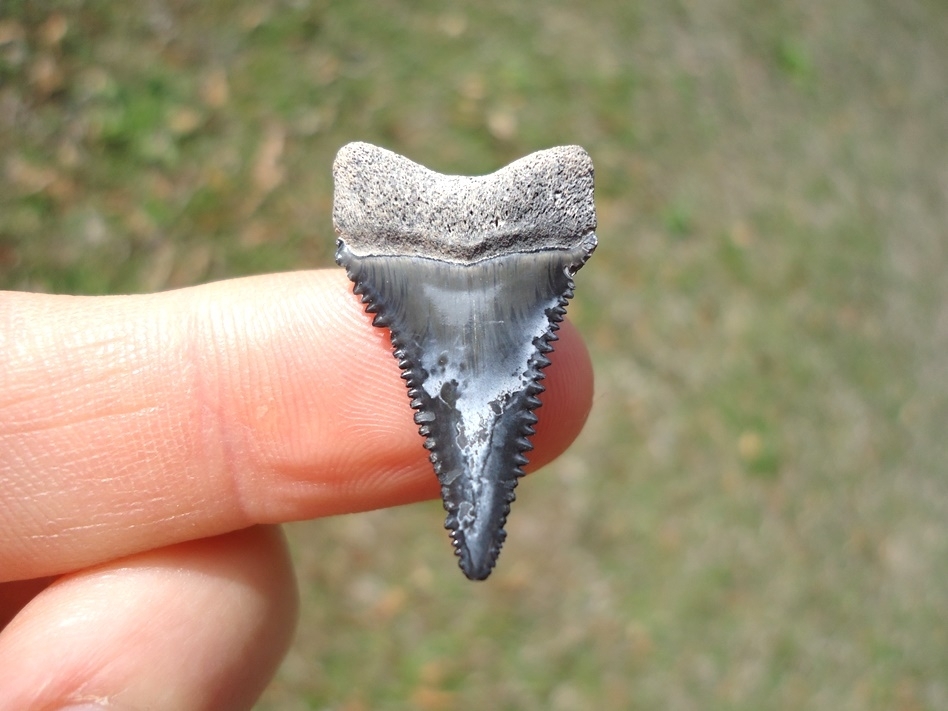 Large image 1 Choice Florida Great White Shark Tooth