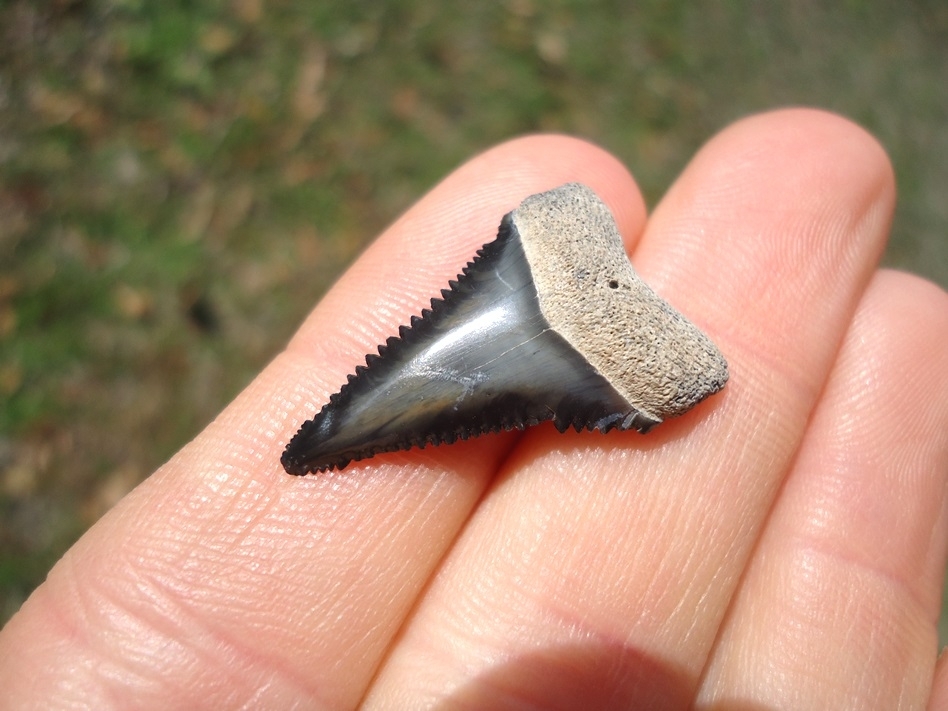 Large image 2 Choice Florida Great White Shark Tooth