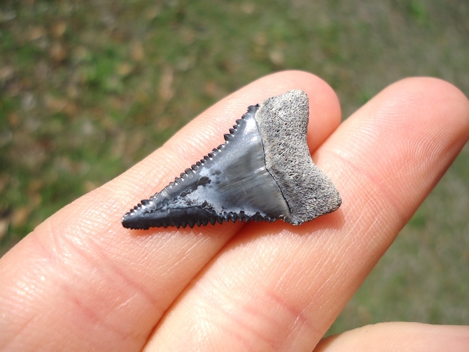 Large image 3 Choice Florida Great White Shark Tooth