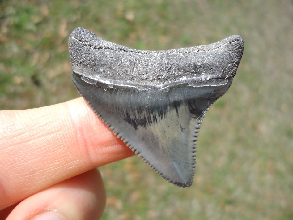 Large image 1 Choice Colorful Venice Beach Megalodon Shark Tooth