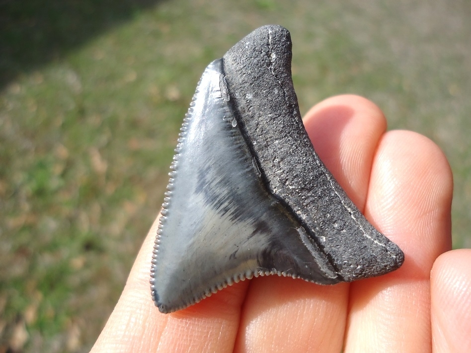 Large image 3 Choice Colorful Venice Beach Megalodon Shark Tooth