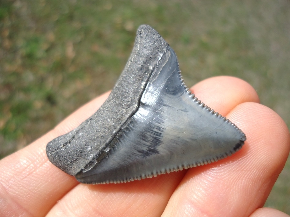 Large image 4 Choice Colorful Venice Beach Megalodon Shark Tooth