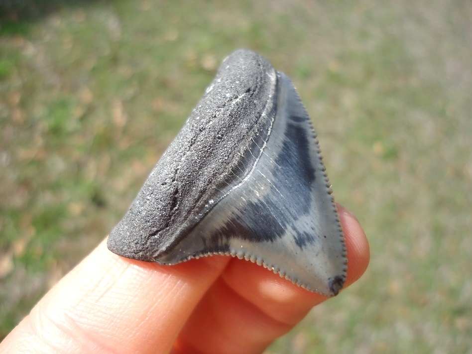 Large image 5 Choice Colorful Venice Beach Megalodon Shark Tooth