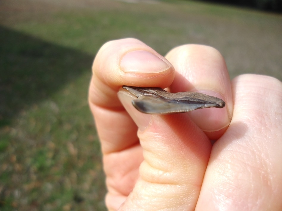 Large image 3 Unique Pathological Bull Shark Tooth