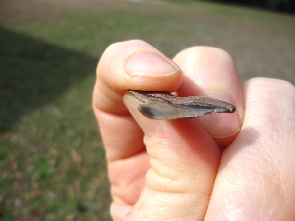 Large image 3 Unique Pathological Bull Shark Tooth