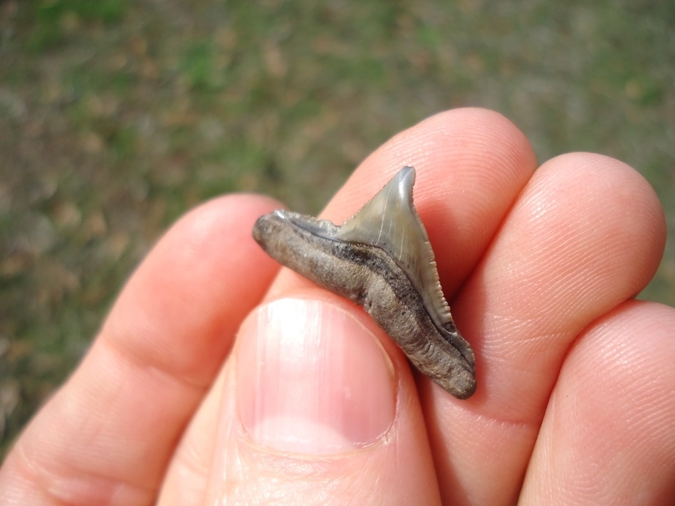 Large image 5 Unique Pathological Bull Shark Tooth