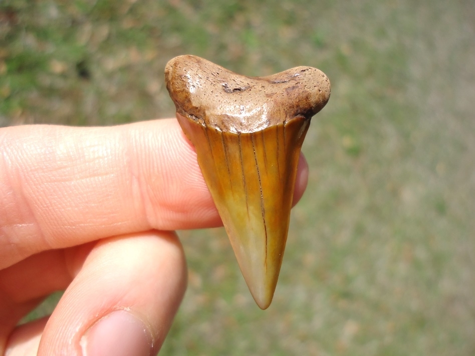 Large image 1 Fiery Colorful Suwannee River Prasecursor Shark Tooth