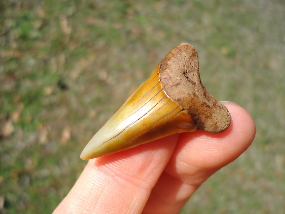 Large image 2 Fiery Colorful Suwannee River Prasecursor Shark Tooth