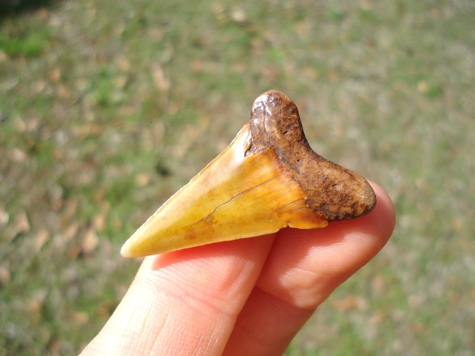 Large image 3 Fiery Colorful Suwannee River Prasecursor Shark Tooth