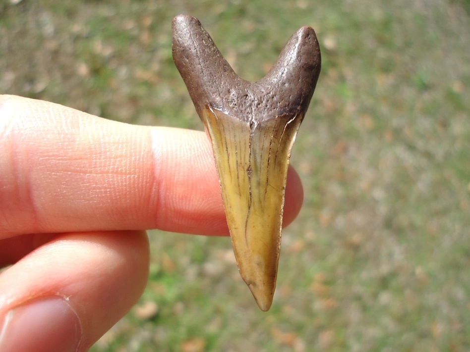 Large image 1 Colorful Lower Jaw Praecursor Shark Tooth from Suwannee River