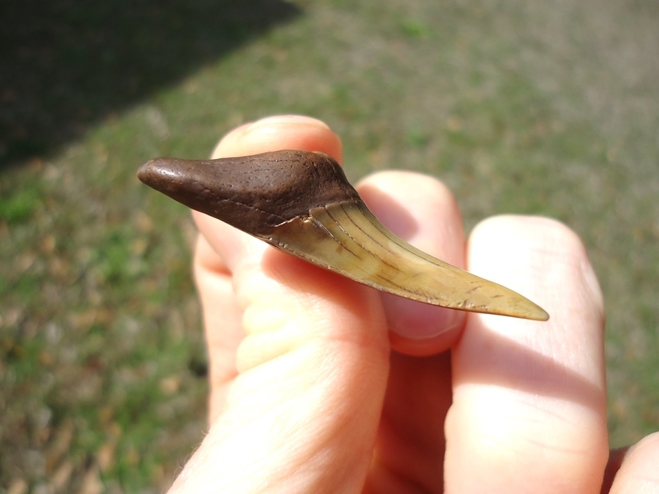 Large image 2 Colorful Lower Jaw Praecursor Shark Tooth from Suwannee River