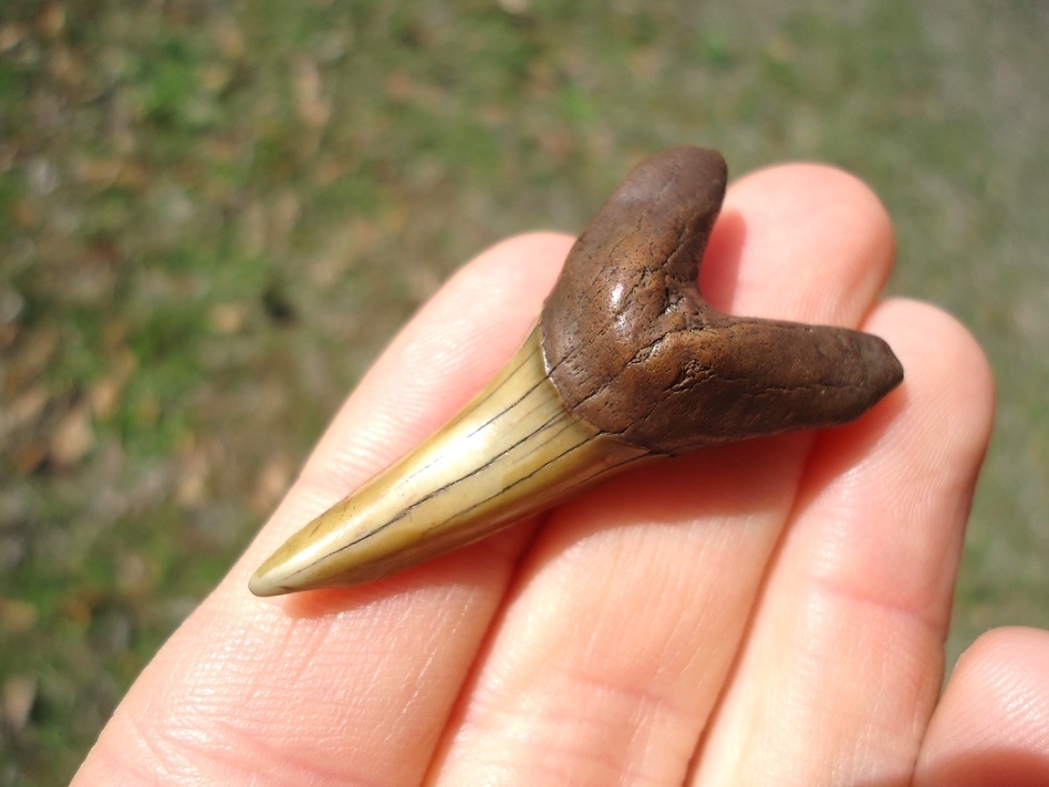 Large image 3 Colorful Lower Jaw Praecursor Shark Tooth from Suwannee River