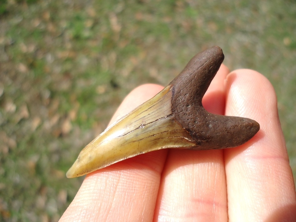 Large image 4 Colorful Lower Jaw Praecursor Shark Tooth from Suwannee River