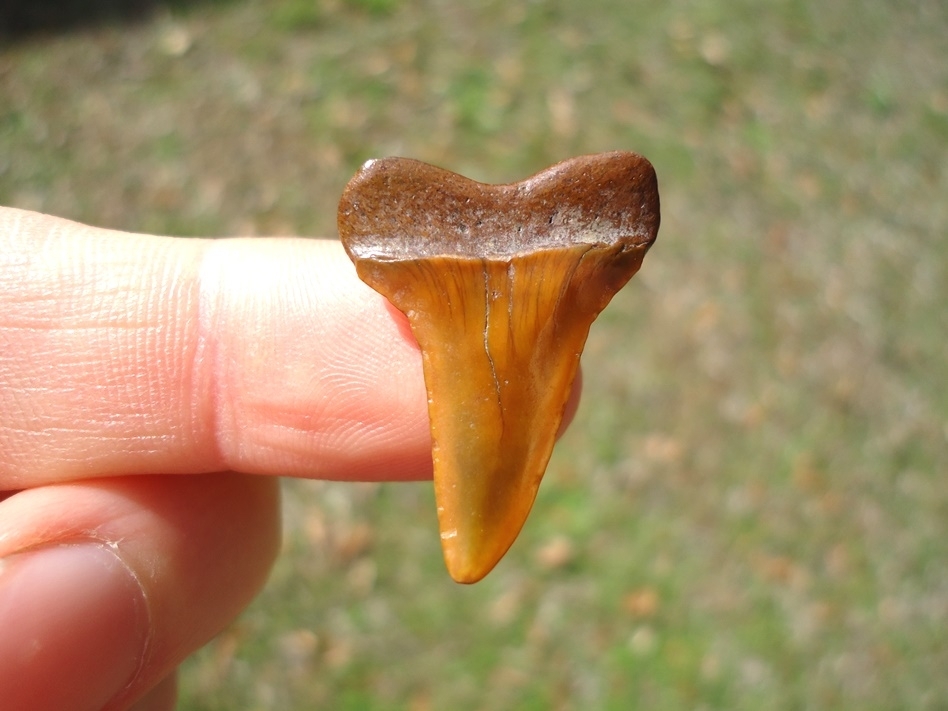 Large image 1 Fiery Colorful Suwannee River Prasecursor Shark Tooth