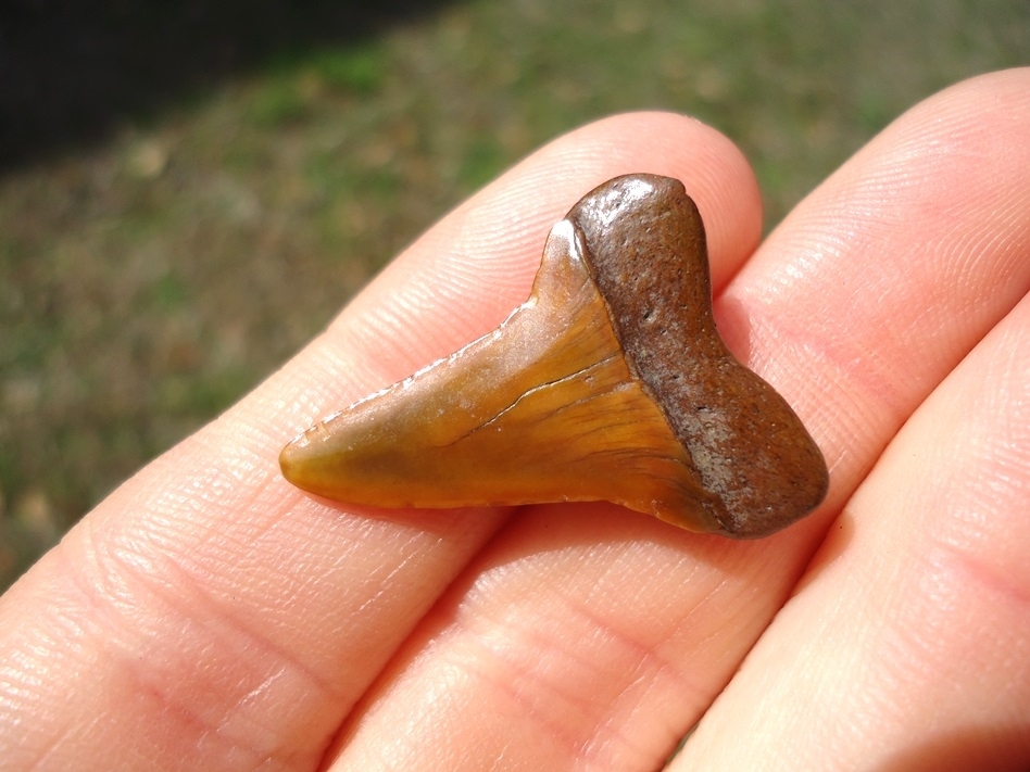 Large image 3 Fiery Colorful Suwannee River Prasecursor Shark Tooth