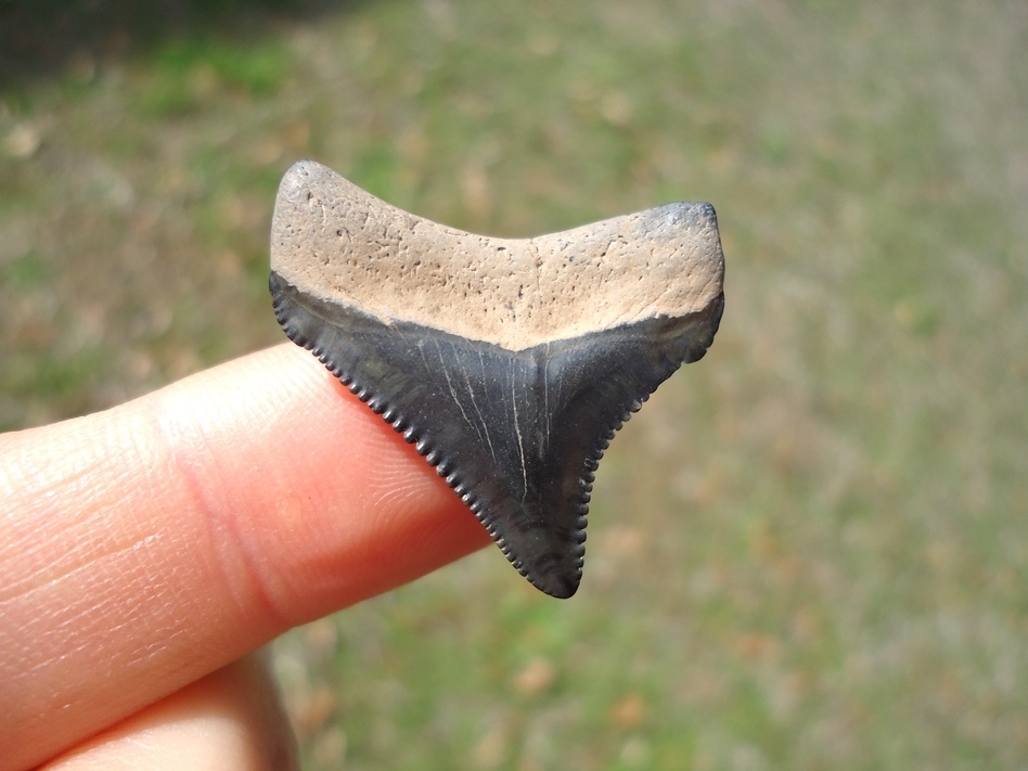 Large image 1 Top Quality Posterior Megalodon Shark Tooth