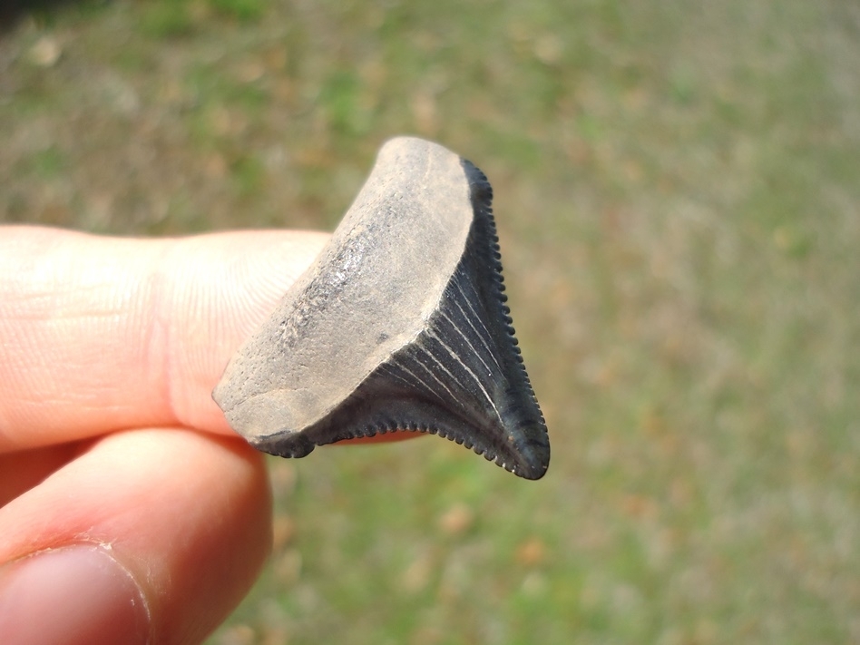 Large image 3 Top Quality Posterior Megalodon Shark Tooth