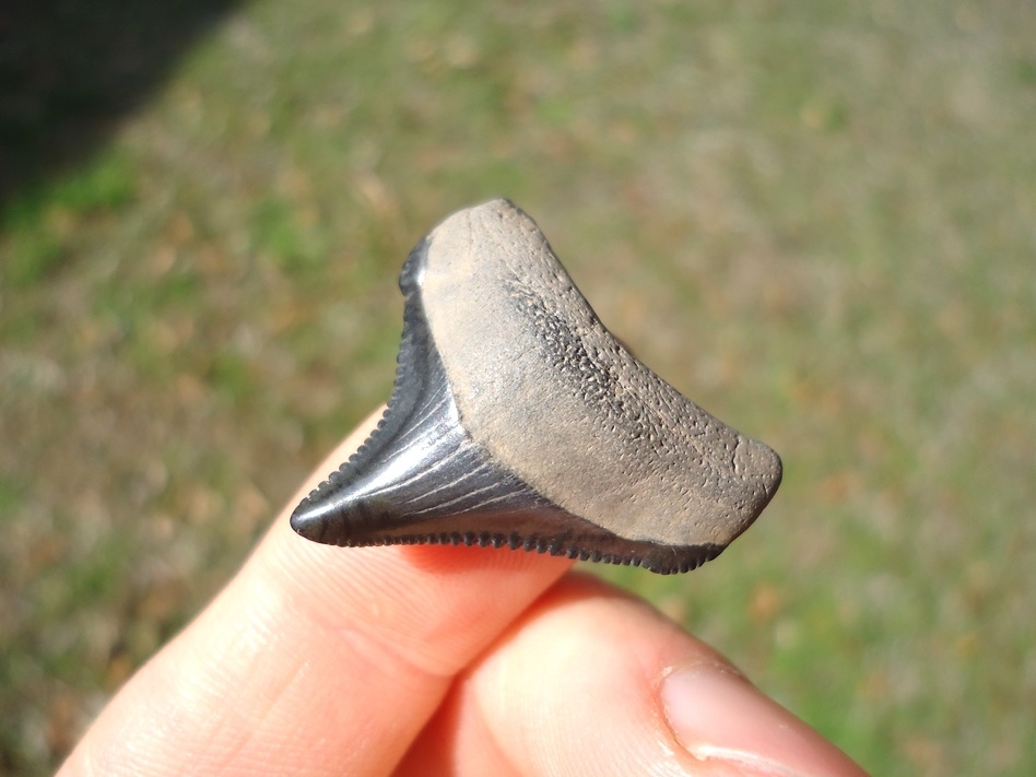 Large image 4 Top Quality Posterior Megalodon Shark Tooth