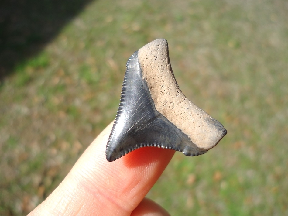 Large image 5 Top Quality Posterior Megalodon Shark Tooth