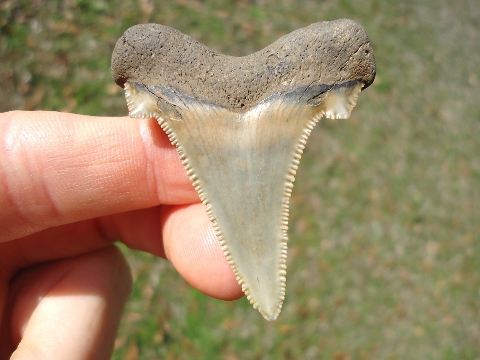 Large image 1 Top Quality Auriculatus Shark Tooth