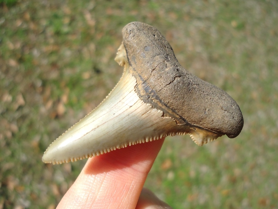 Large image 2 Top Quality Auriculatus Shark Tooth