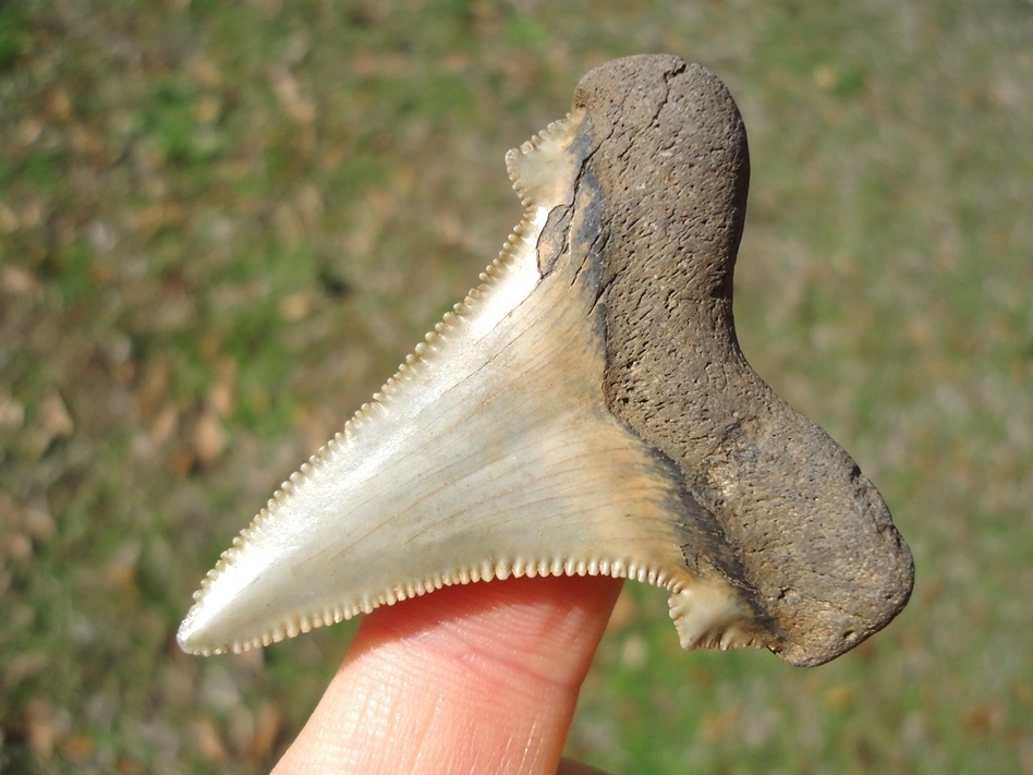 Large image 3 Top Quality Auriculatus Shark Tooth