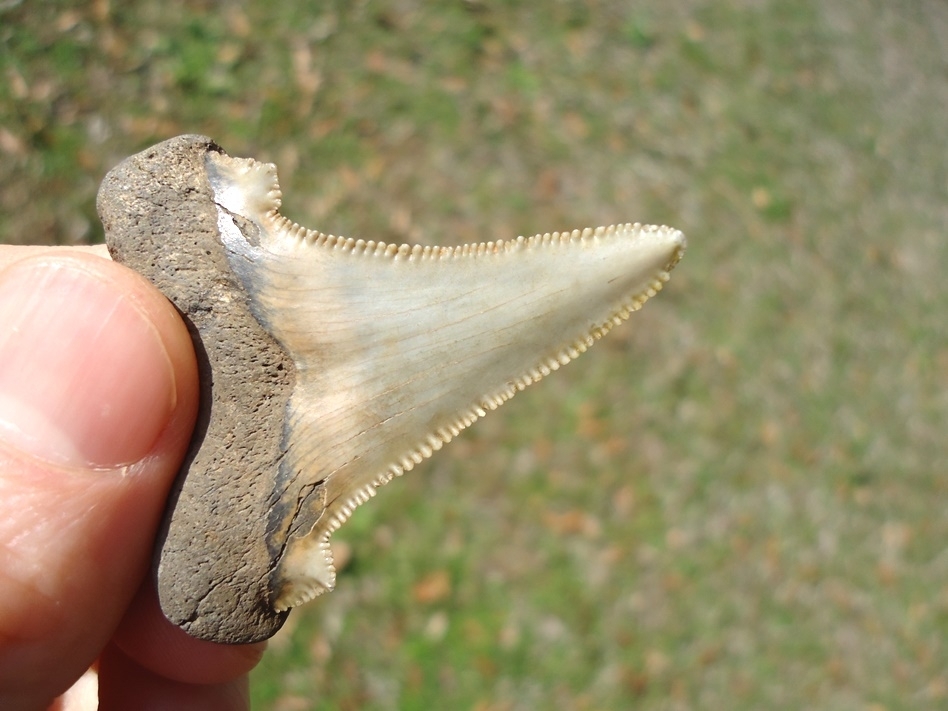 Large image 4 Top Quality Auriculatus Shark Tooth