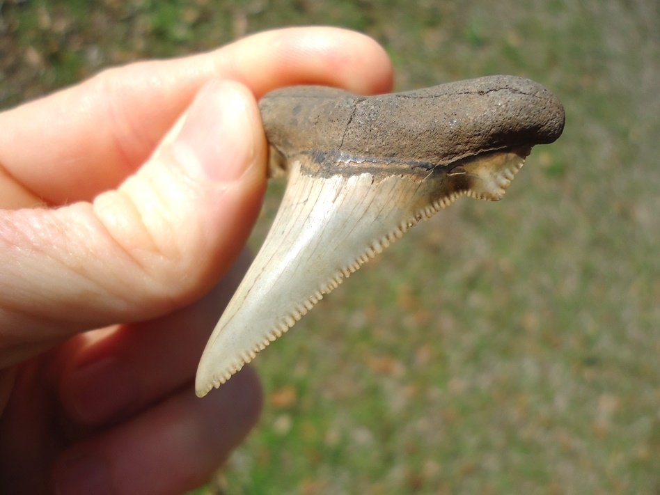 Large image 5 Top Quality Auriculatus Shark Tooth