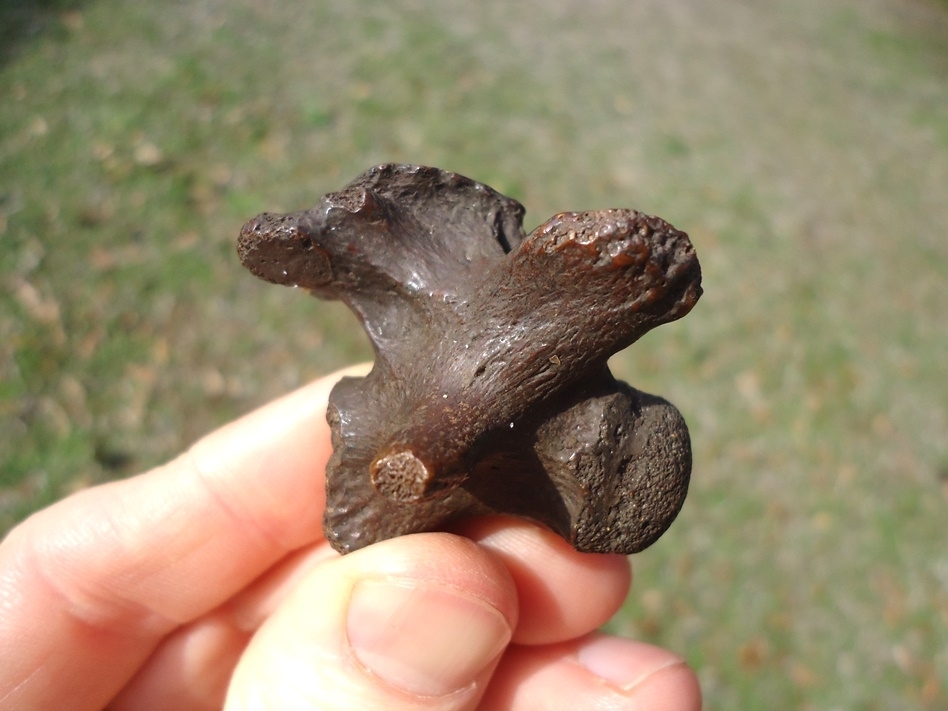 Large image 1 Top Quality Alligator Snapping Turtle Vertebra