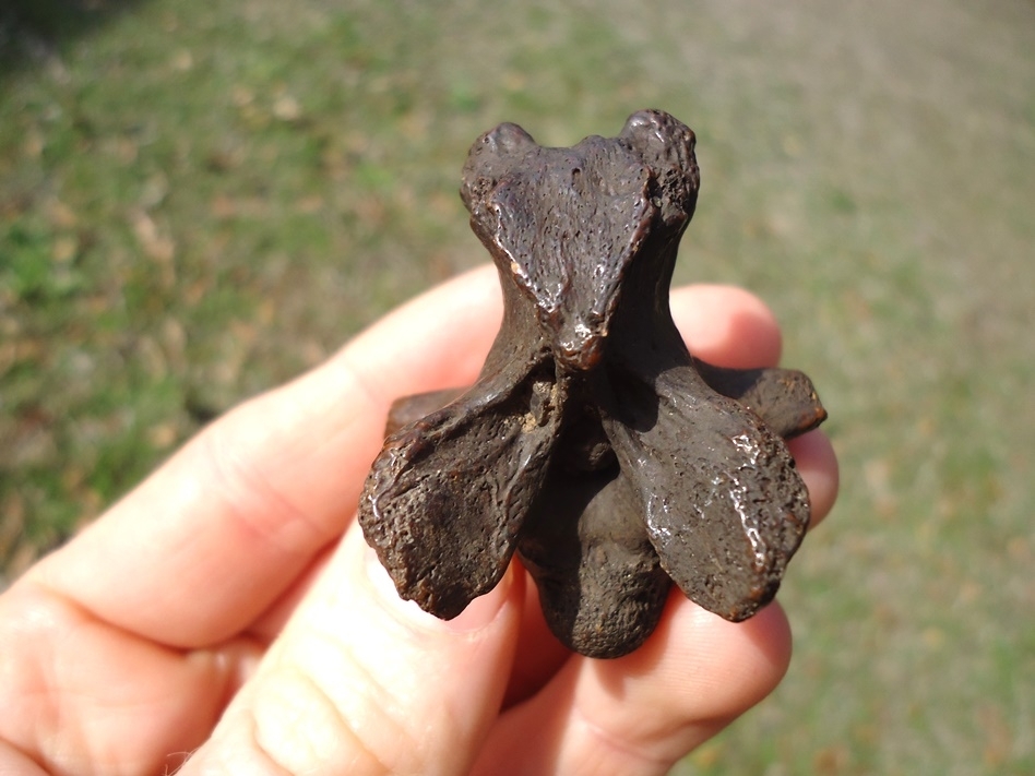 Large image 3 Top Quality Alligator Snapping Turtle Vertebra