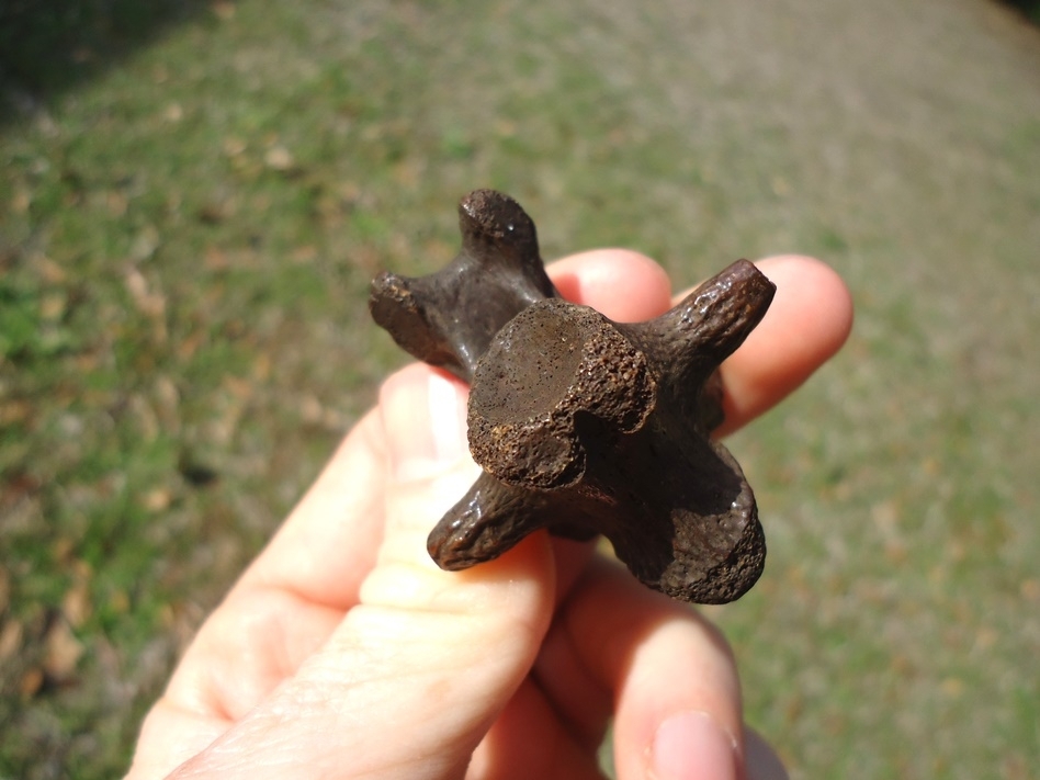 Large image 4 Top Quality Alligator Snapping Turtle Vertebra