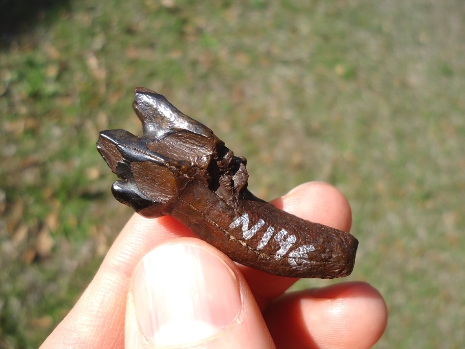 Large image 1 Very Rare Partial Saber Cat Carnassial Tooth