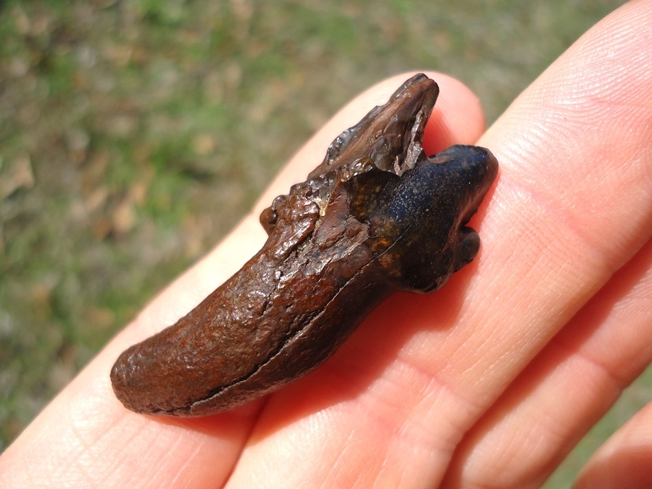 Large image 3 Very Rare Partial Saber Cat Carnassial Tooth