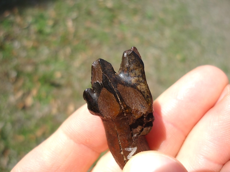 Large image 5 Very Rare Partial Saber Cat Carnassial Tooth