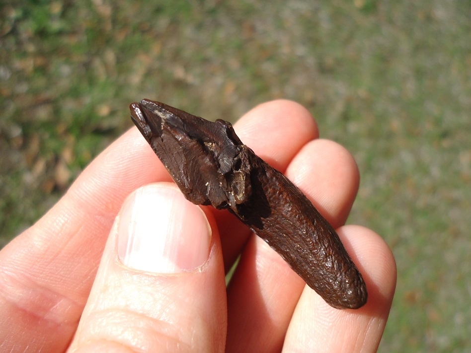 Large image 6 Very Rare Partial Saber Cat Carnassial Tooth